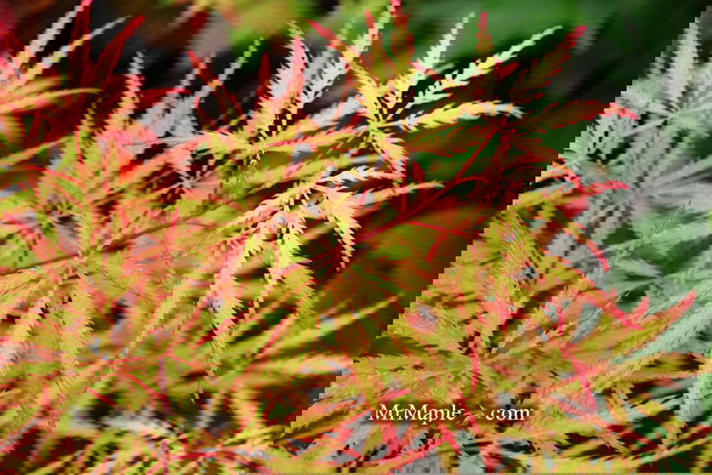 Buy Acer palmatum dissectum 'Sunset' Japanese Maple — Mr Maple