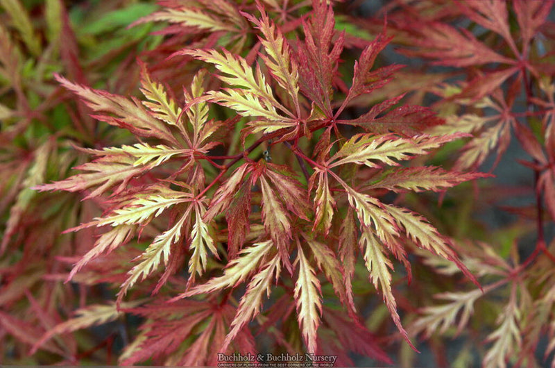 - Acer palmatum 'Sunset' Japanese Maple - Mr Maple │ Buy Japanese Maple Trees