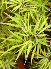 - Acer palmatum 'Sunset' Japanese Maple - Mr Maple │ Buy Japanese Maple Trees