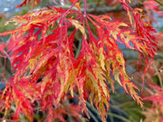 - Acer palmatum 'Sweet Lorraine' Weeping Japanese Maple - Mr Maple │ Buy Japanese Maple Trees