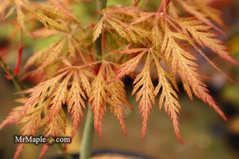 - Acer palmatum 'Sweet Lorraine' Weeping Japanese Maple - Mr Maple │ Buy Japanese Maple Trees