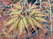 - Acer palmatum 'Sweet Lorraine' Weeping Japanese Maple - Mr Maple │ Buy Japanese Maple Trees