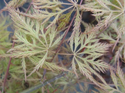 - Acer palmatum 'Sweet Lorraine' Weeping Japanese Maple - Mr Maple │ Buy Japanese Maple Trees