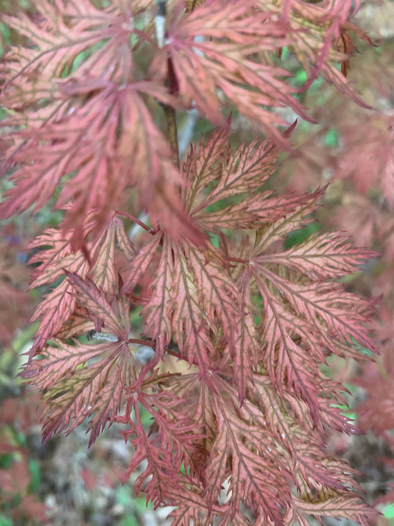 - Acer palmatum 'Sweet Lorraine' Weeping Japanese Maple - Mr Maple │ Buy Japanese Maple Trees