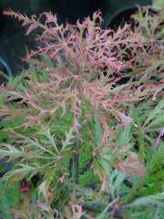 - Acer palmatum 'Sweet Lorraine' Weeping Japanese Maple - Mr Maple │ Buy Japanese Maple Trees