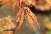 - Acer palmatum 'Sweet Lorraine' Weeping Japanese Maple - Mr Maple │ Buy Japanese Maple Trees