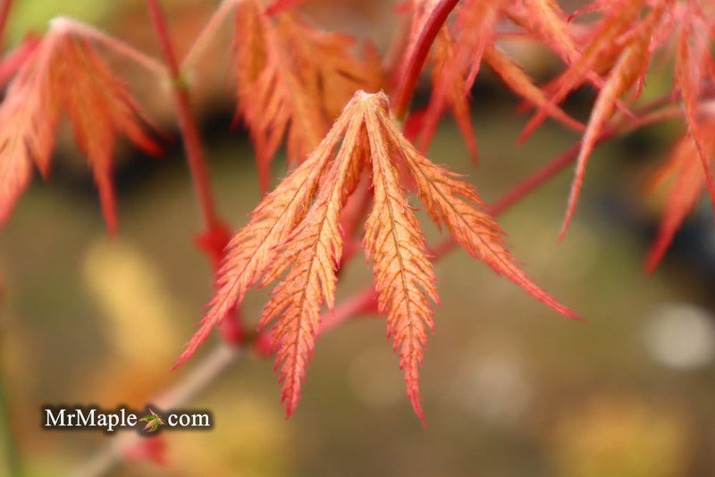 - Acer palmatum 'Sweet Lorraine' Weeping Japanese Maple - Mr Maple │ Buy Japanese Maple Trees