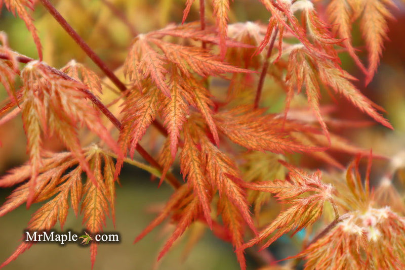 - Acer palmatum 'Sweet Lorraine' Weeping Japanese Maple - Mr Maple │ Buy Japanese Maple Trees