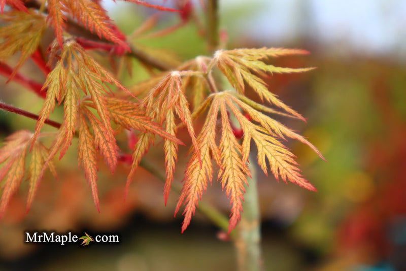 - Acer palmatum 'Sweet Lorraine' Weeping Japanese Maple - Mr Maple │ Buy Japanese Maple Trees