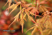 - Acer palmatum 'Sweet Lorraine' Weeping Japanese Maple - Mr Maple │ Buy Japanese Maple Trees