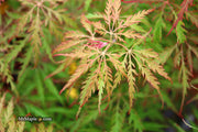 - Acer palmatum 'Sweet Lorraine' Weeping Japanese Maple - Mr Maple │ Buy Japanese Maple Trees