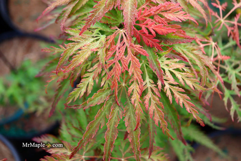 - Acer palmatum 'Sweet Lorraine' Weeping Japanese Maple - Mr Maple │ Buy Japanese Maple Trees