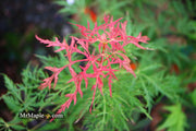 - Acer palmatum 'Sweet Lorraine' Weeping Japanese Maple - Mr Maple │ Buy Japanese Maple Trees