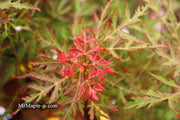 - Acer palmatum 'Sweet Lorraine' Weeping Japanese Maple - Mr Maple │ Buy Japanese Maple Trees