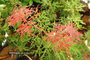 - Acer palmatum 'Sweet Lorraine' Weeping Japanese Maple - Mr Maple │ Buy Japanese Maple Trees