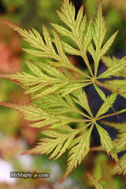 - Acer palmatum 'Sweet Lorraine' Weeping Japanese Maple - Mr Maple │ Buy Japanese Maple Trees