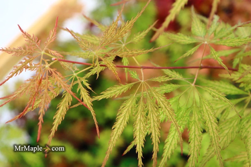 - Acer palmatum 'Sweet Lorraine' Weeping Japanese Maple - Mr Maple │ Buy Japanese Maple Trees