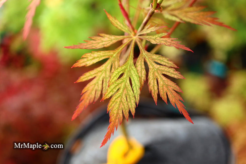 - Acer palmatum 'Sweet Lorraine' Weeping Japanese Maple - Mr Maple │ Buy Japanese Maple Trees