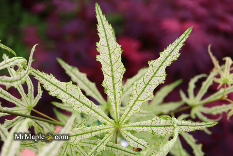 - Acer palmatum 'Sweet Lucile’ Skeleton Reach Japanese Maple - Mr Maple │ Buy Japanese Maple Trees