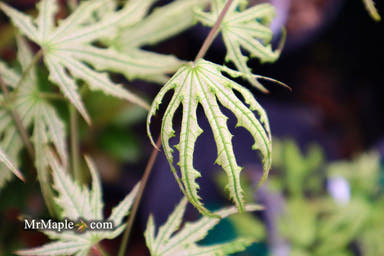 - Acer palmatum 'Sweet Lucile’ Skeleton Reach Japanese Maple - Mr Maple │ Buy Japanese Maple Trees
