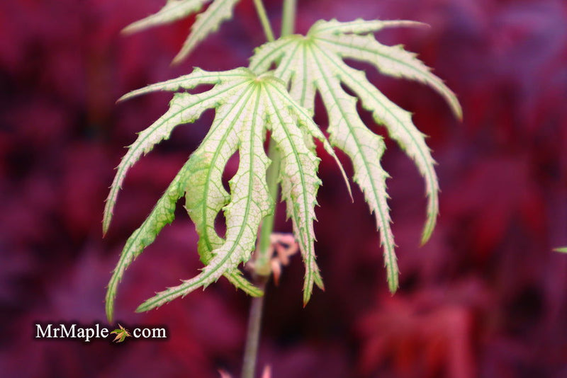 - Acer palmatum 'Sweet Lucile’ Skeleton Reach Japanese Maple - Mr Maple │ Buy Japanese Maple Trees