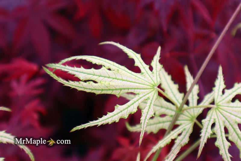 - Acer palmatum 'Sweet Lucile’ Skeleton Reach Japanese Maple - Mr Maple │ Buy Japanese Maple Trees