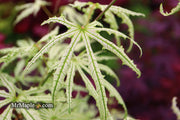 - Acer palmatum 'Sweet Lucile’ Skeleton Reach Japanese Maple - Mr Maple │ Buy Japanese Maple Trees