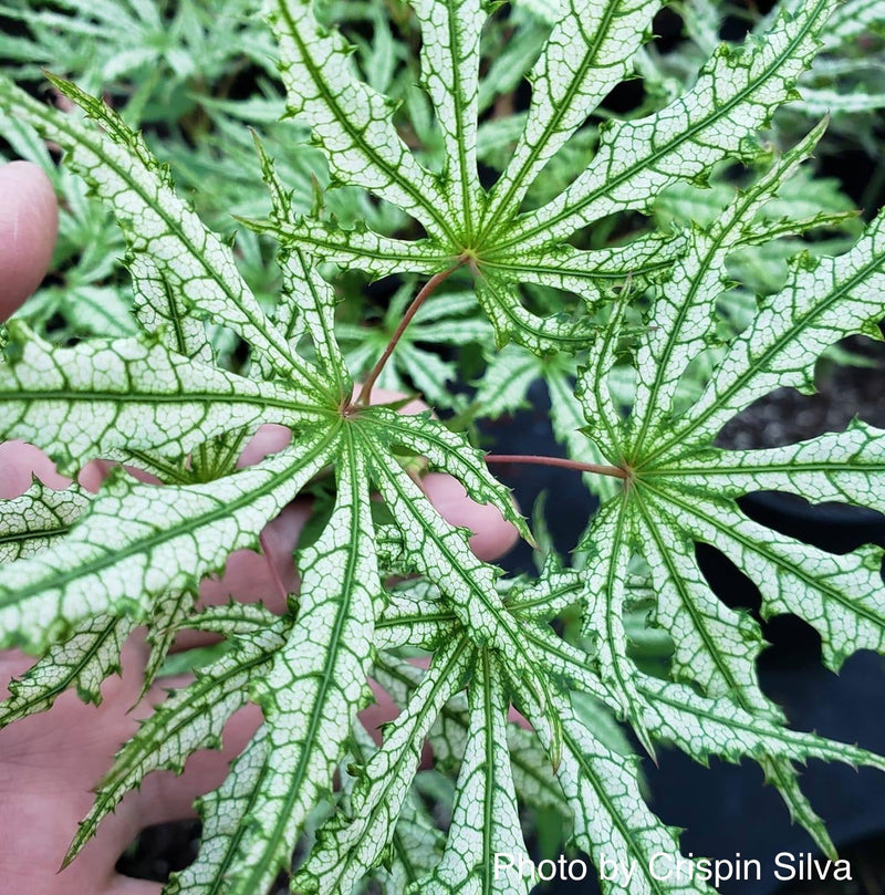 - Acer palmatum 'Sweet Lucile’ Skeleton Reach Japanese Maple - Mr Maple │ Buy Japanese Maple Trees