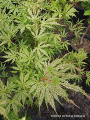 - Acer palmatum 'Sweet Lucile’ Skeleton Reach Japanese Maple - Mr Maple │ Buy Japanese Maple Trees