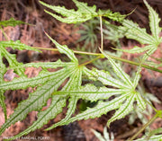 - Acer palmatum 'Sweet Lucile’ Skeleton Reach Japanese Maple - Mr Maple │ Buy Japanese Maple Trees