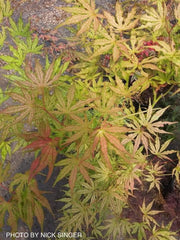 - Acer palmatum 'Sweet Lucile’ Skeleton Reach Japanese Maple - Mr Maple │ Buy Japanese Maple Trees