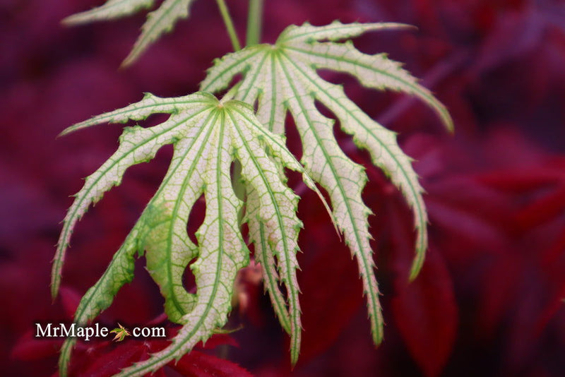 - Acer palmatum 'Sweet Lucile’ Skeleton Reach Japanese Maple - Mr Maple │ Buy Japanese Maple Trees