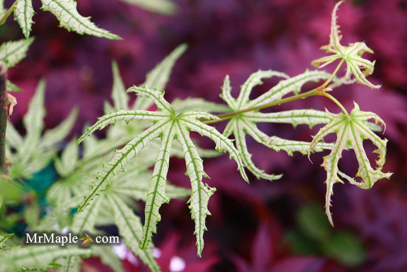 - Acer palmatum 'Sweet Lucile’ Skeleton Reach Japanese Maple - Mr Maple │ Buy Japanese Maple Trees