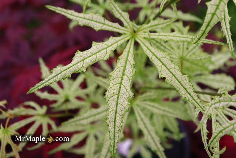 - Acer palmatum 'Sweet Lucile’ Skeleton Reach Japanese Maple - Mr Maple │ Buy Japanese Maple Trees