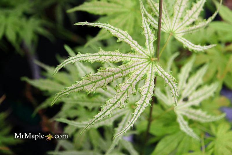 - Acer palmatum 'Sweet Lucile’ Skeleton Reach Japanese Maple - Mr Maple │ Buy Japanese Maple Trees