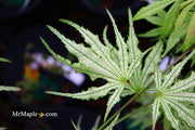 - Acer palmatum 'Sweet Lucile’ Skeleton Reach Japanese Maple - Mr Maple │ Buy Japanese Maple Trees