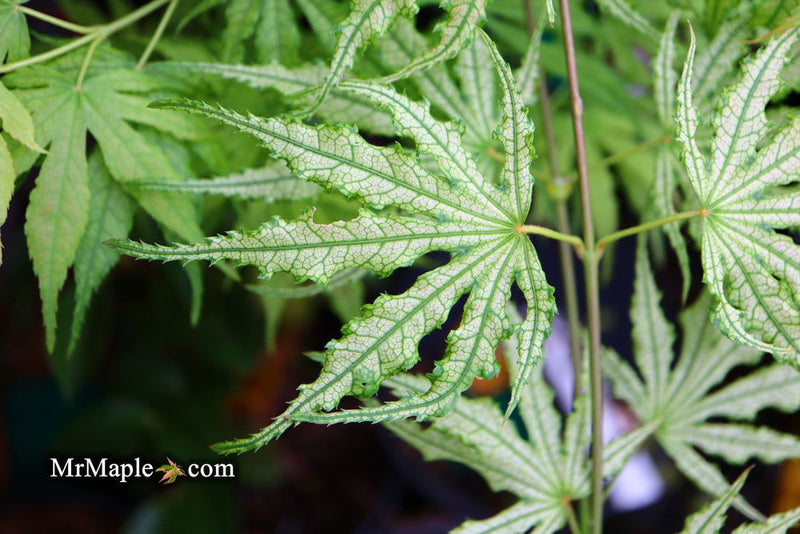 - Acer palmatum 'Sweet Lucile’ Skeleton Reach Japanese Maple - Mr Maple │ Buy Japanese Maple Trees