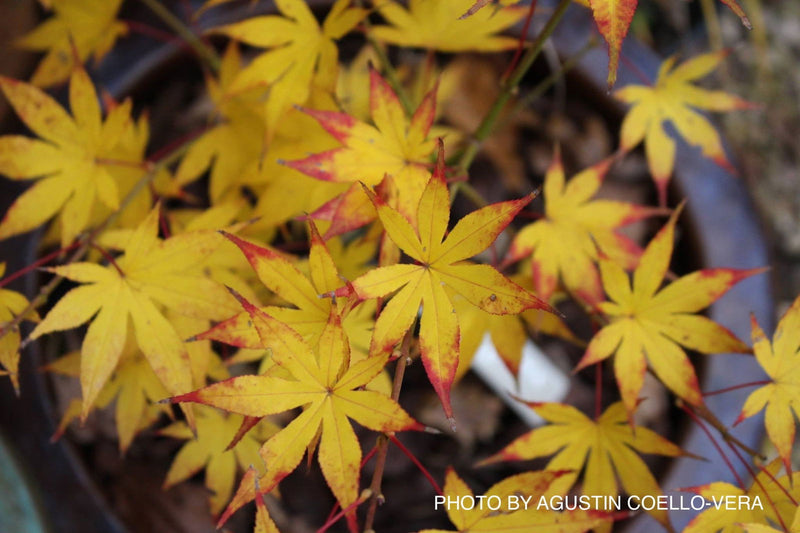 - Acer palmatum 'Syuka' Japanese Maple - Mr Maple │ Buy Japanese Maple Trees