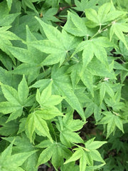 - Acer palmatum 'Syuka' Japanese Maple - Mr Maple │ Buy Japanese Maple Trees