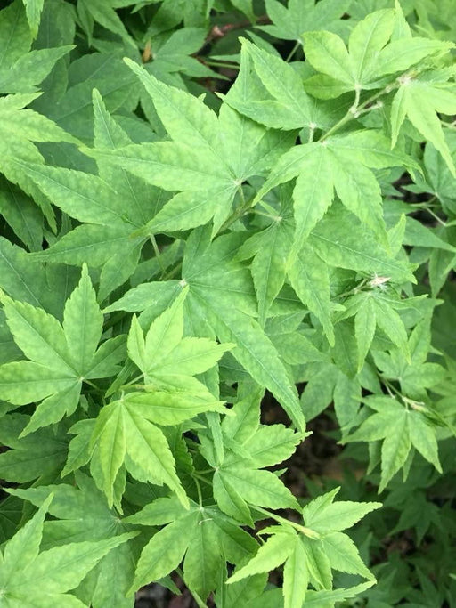 - Acer palmatum 'Syuka' Japanese Maple - Mr Maple │ Buy Japanese Maple Trees