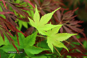 - Acer palmatum 'Syuka' Japanese Maple - Mr Maple │ Buy Japanese Maple Trees