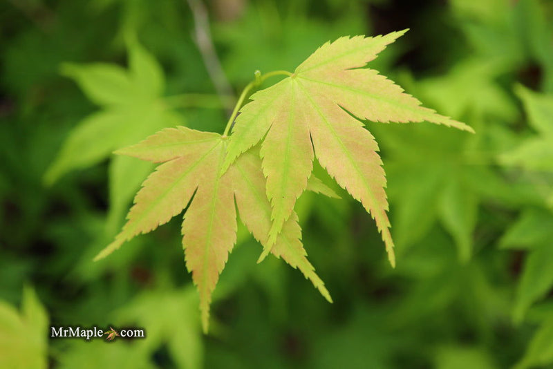 - Acer palmatum 'Syuka' Japanese Maple - Mr Maple │ Buy Japanese Maple Trees