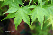 - Acer palmatum 'Syuka' Japanese Maple - Mr Maple │ Buy Japanese Maple Trees