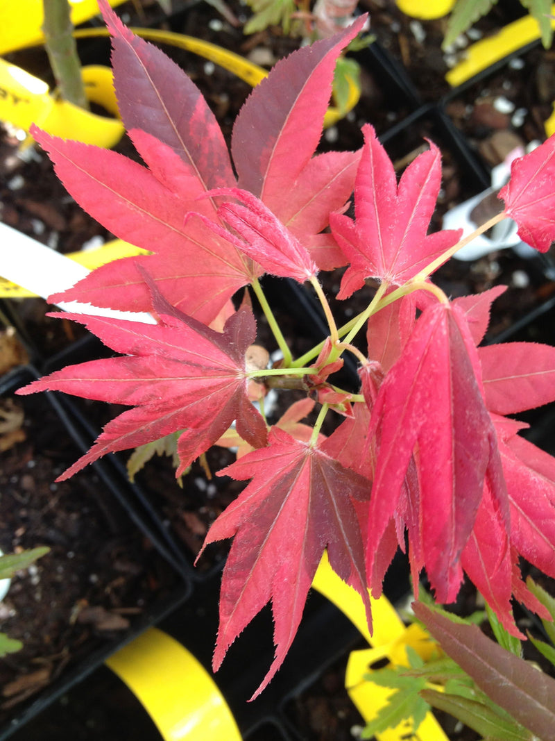 - Acer palmatum 'Taimen nishiki' Japanese Maple - Mr Maple │ Buy Japanese Maple Trees