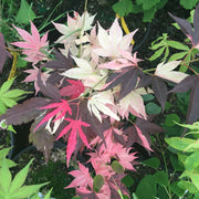 - Acer palmatum 'Taimen nishiki' Japanese Maple - Mr Maple │ Buy Japanese Maple Trees