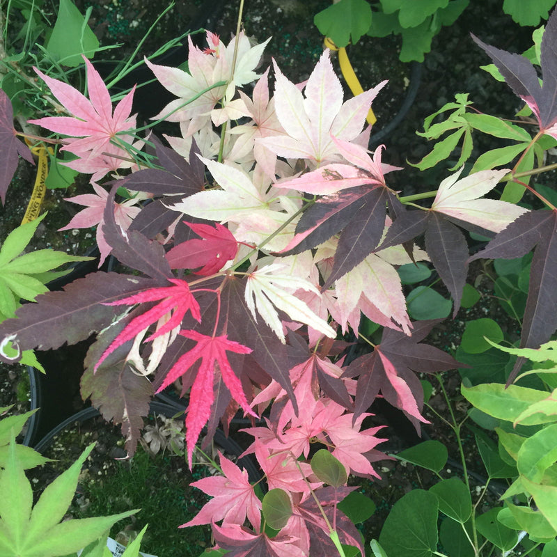- Acer palmatum 'Taimen nishiki' Japanese Maple - Mr Maple │ Buy Japanese Maple Trees
