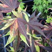 - Acer palmatum 'Taimen nishiki' Japanese Maple - Mr Maple │ Buy Japanese Maple Trees