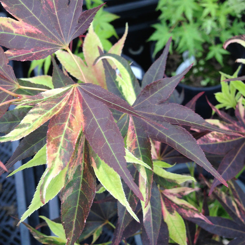 - Acer palmatum 'Taimen nishiki' Japanese Maple - Mr Maple │ Buy Japanese Maple Trees