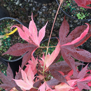 - Acer palmatum 'Taimen nishiki' Japanese Maple - Mr Maple │ Buy Japanese Maple Trees