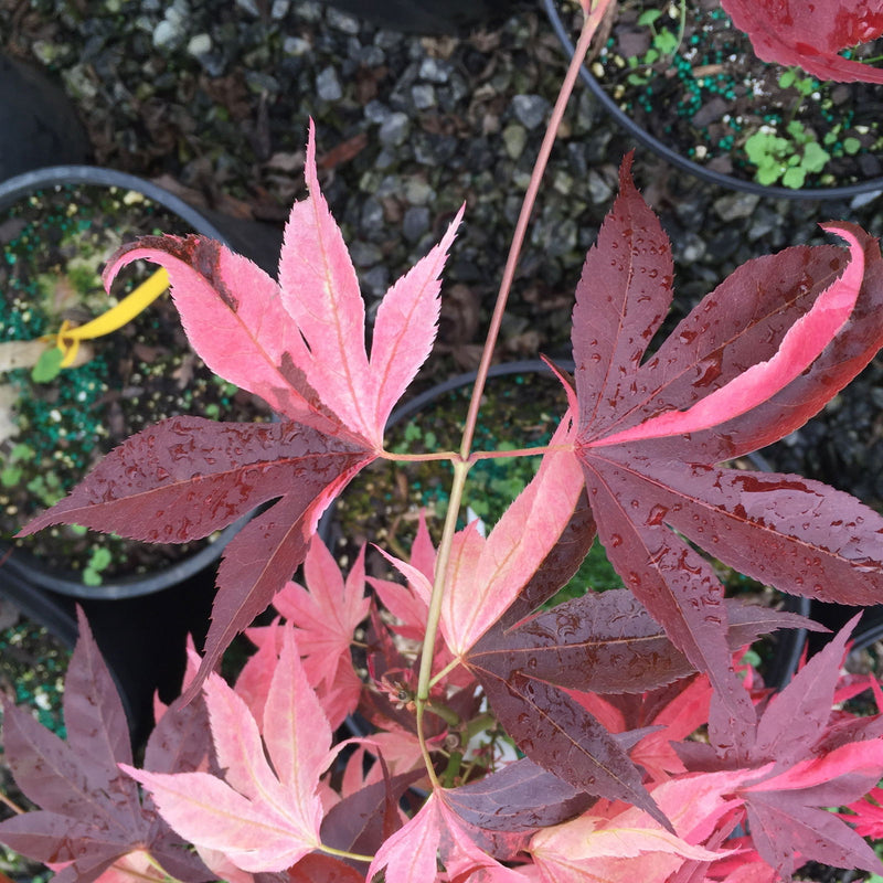- Acer palmatum 'Taimen nishiki' Japanese Maple - Mr Maple │ Buy Japanese Maple Trees